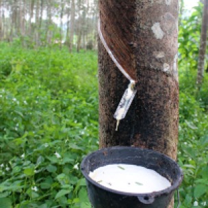 rubber-tapping